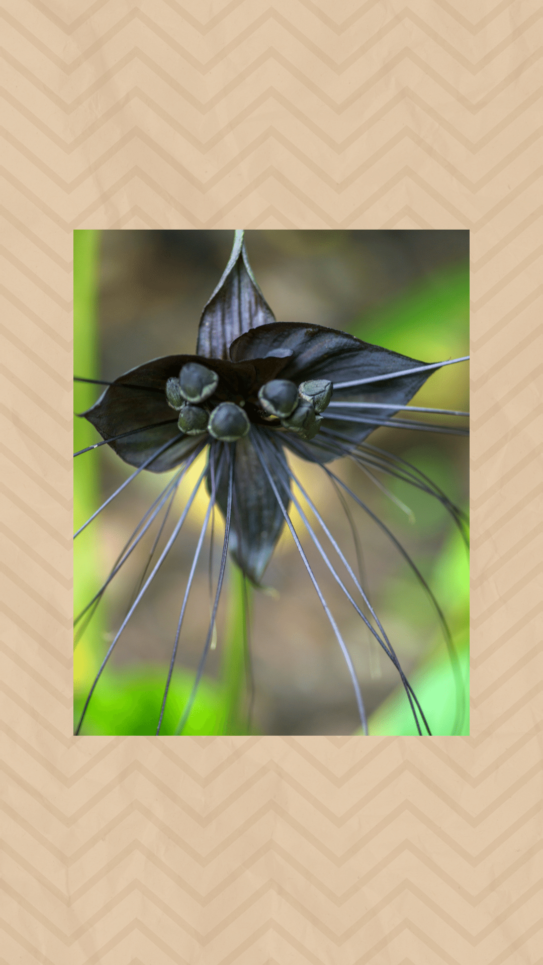 Conheça a Flor-morcego: uma espécie rara e linda em 7 fotos - KD