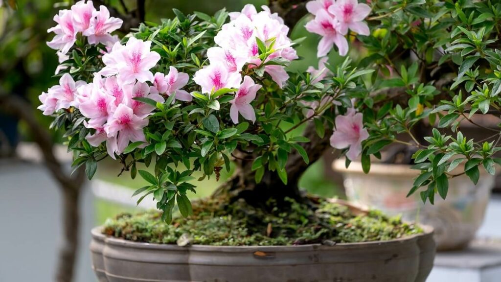 Como cuidar de azaleia no vaso: Saiba como cultivar, do plantio a floração!  - KD