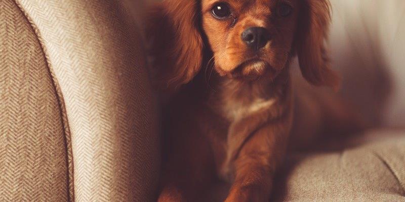 Decoração e cuidados com animais dentro de casa.