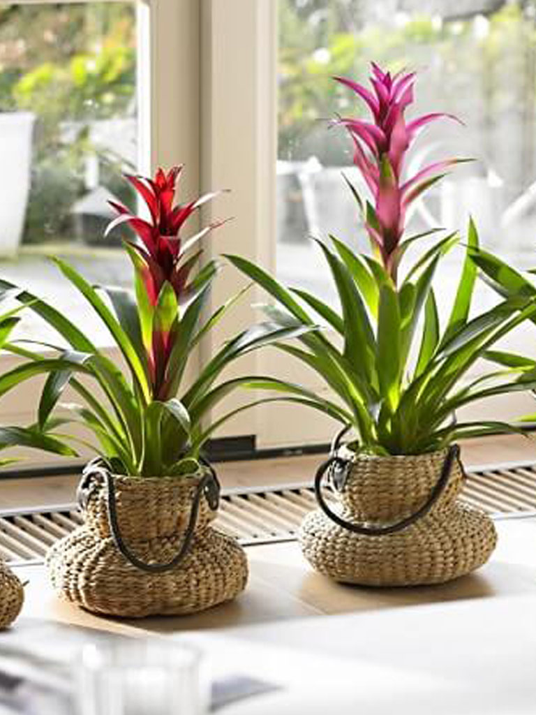 Story - bromelias na decoracao