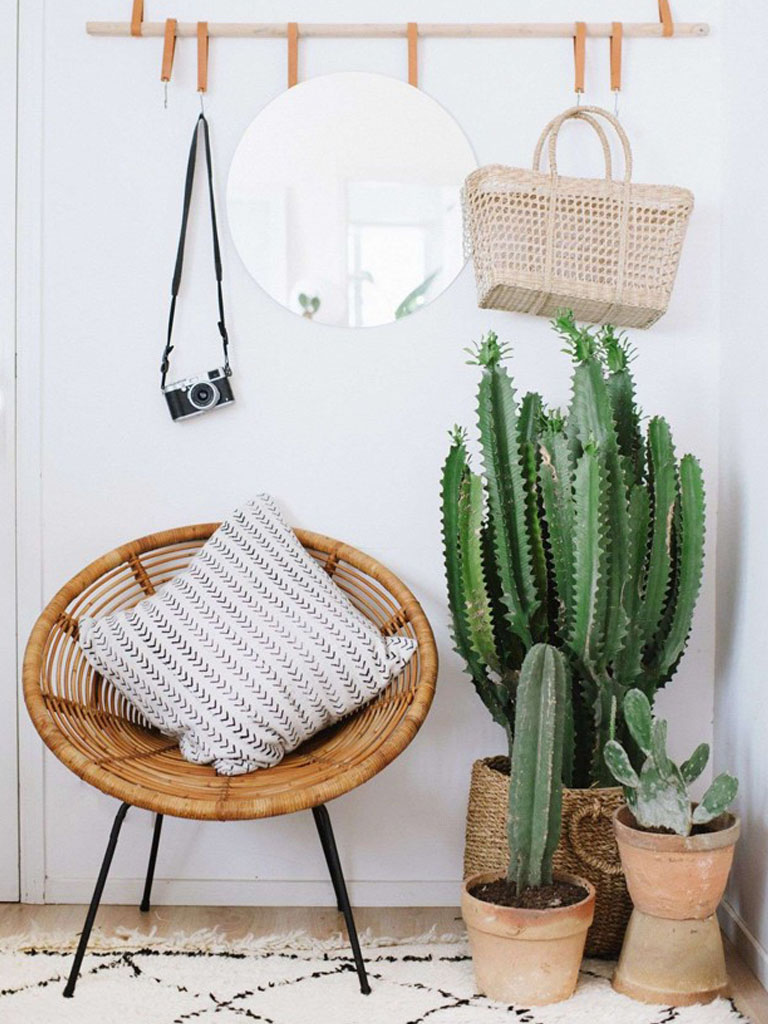 Cacto: como cuidar e dicas para usar na decoração