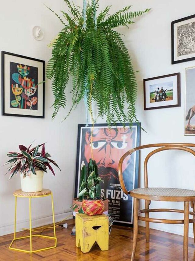 Samambaia: como cuidar, tipos e ideias de decoração