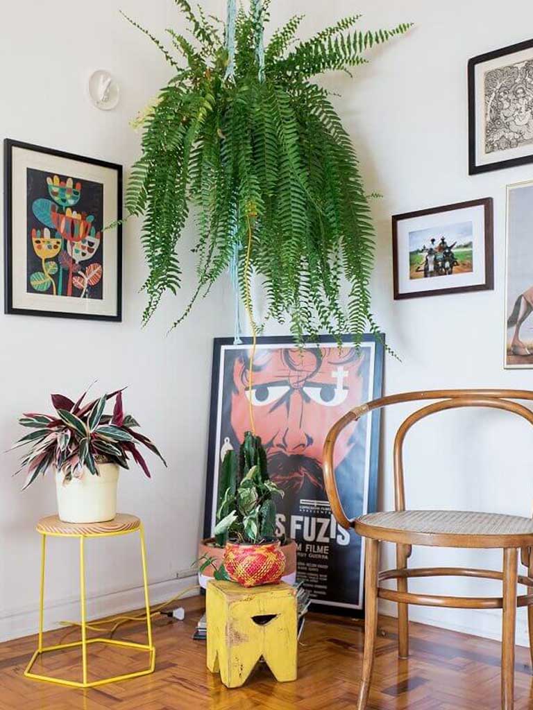 decoração com samambaia