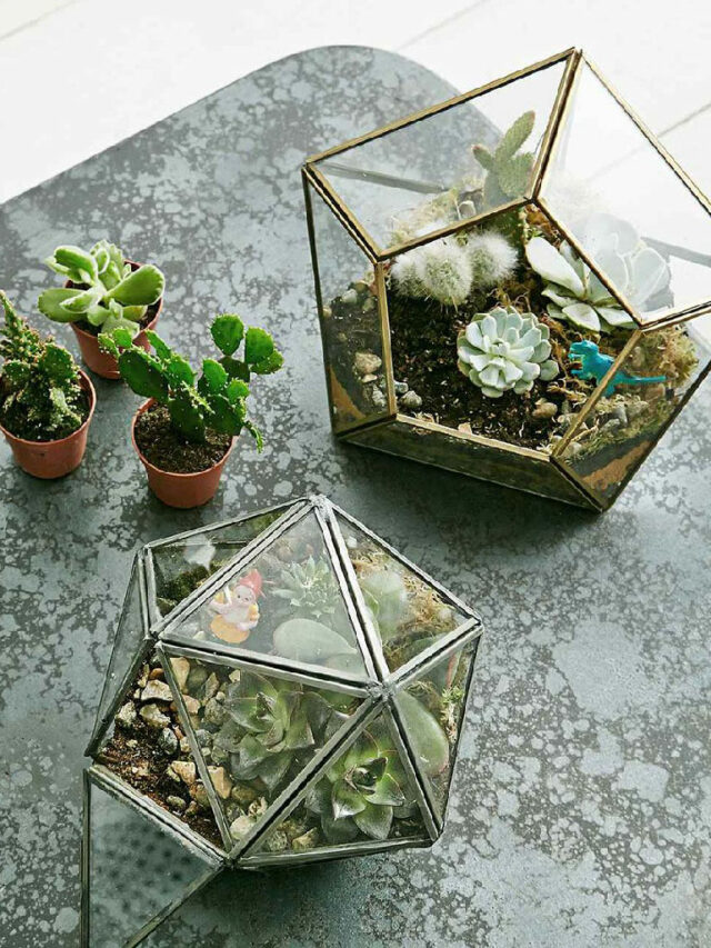 Terrário: modelos e ideias para criar um mini jardim