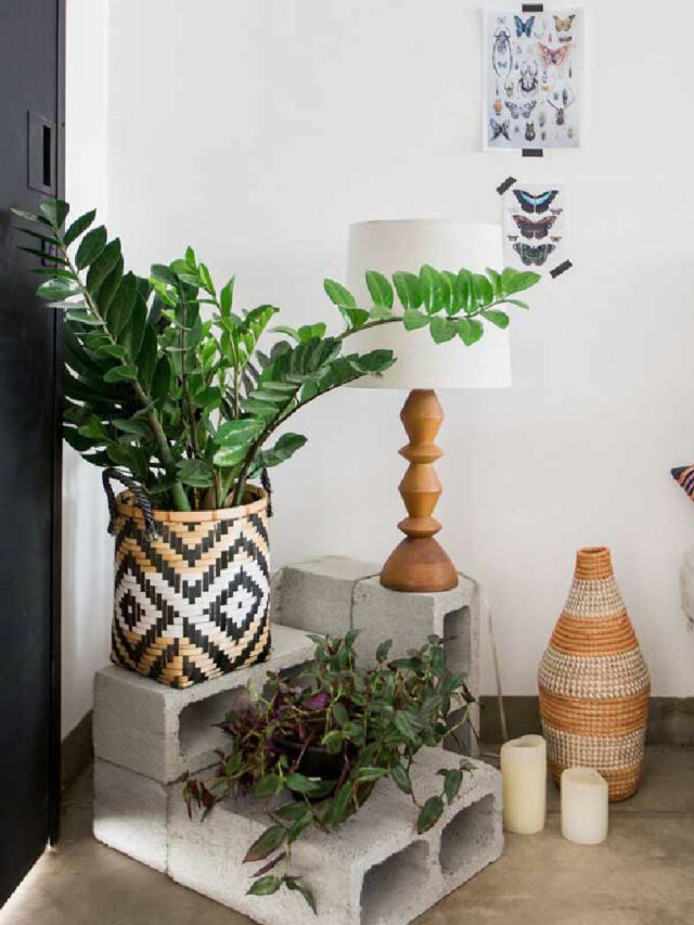 Zamioculca: saiba como cuidar, plantar e ideias para decorar