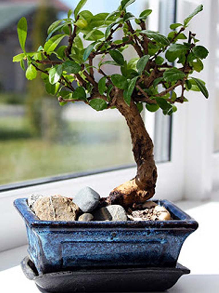 Story - bonsai