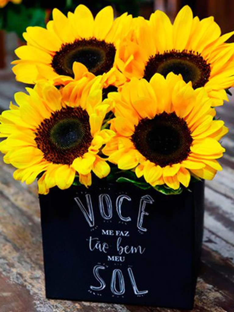 Como cuidar de Girassol: dicas essenciais para cultivar