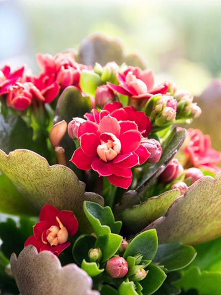 Story - flor da fortuna kalanchoe