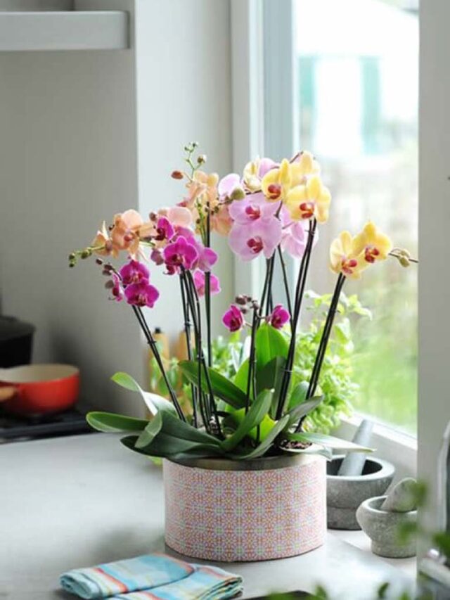 Orquídeas: Como cuidar, plantar e dicas para decorar