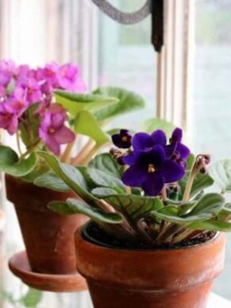 violetas