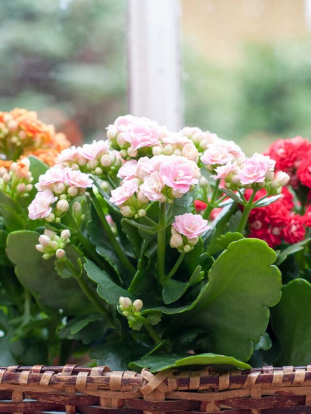 Flores: 9 tipos e espécies para colorir o seu jardim