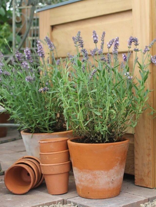 Como cuidar de Lavanda? 7 Dicas