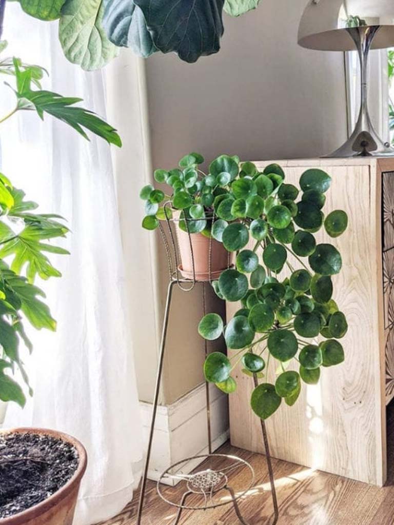 Story - peperomia planta