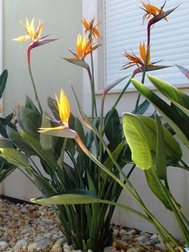 Plantas Ornamentais: 6 Espécies para o Seu Jardim