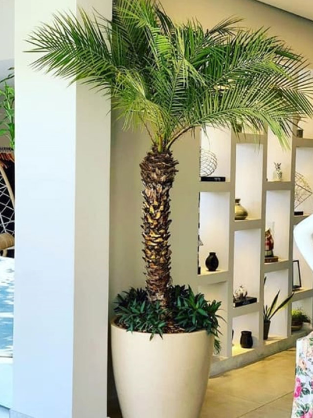 Story - palmeira decor