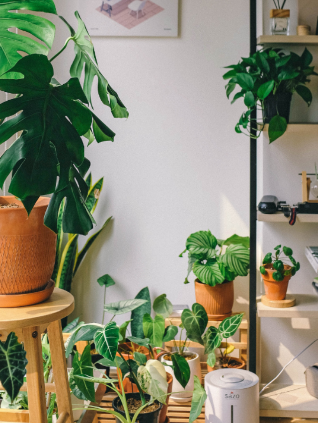 cropped-1area-com-varias-plantas-em-vasos.png