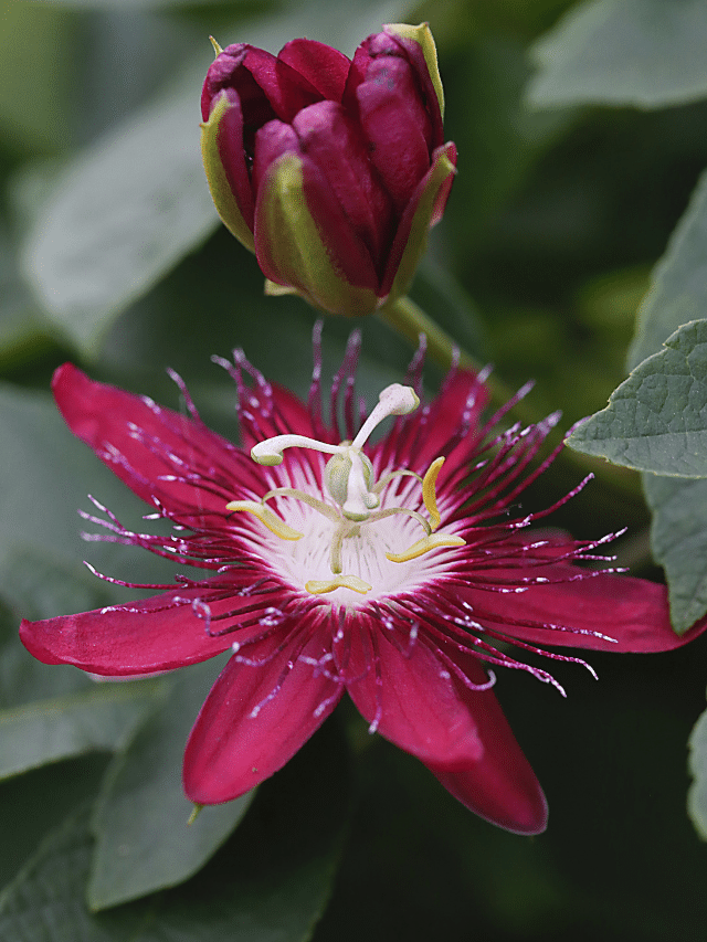 Flor de Maracujá: Dicas de Cultivo, Cuidados e Foto