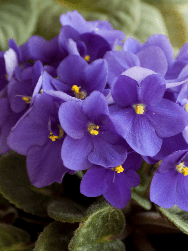 Confira as 7 flores mais populares do Brasil