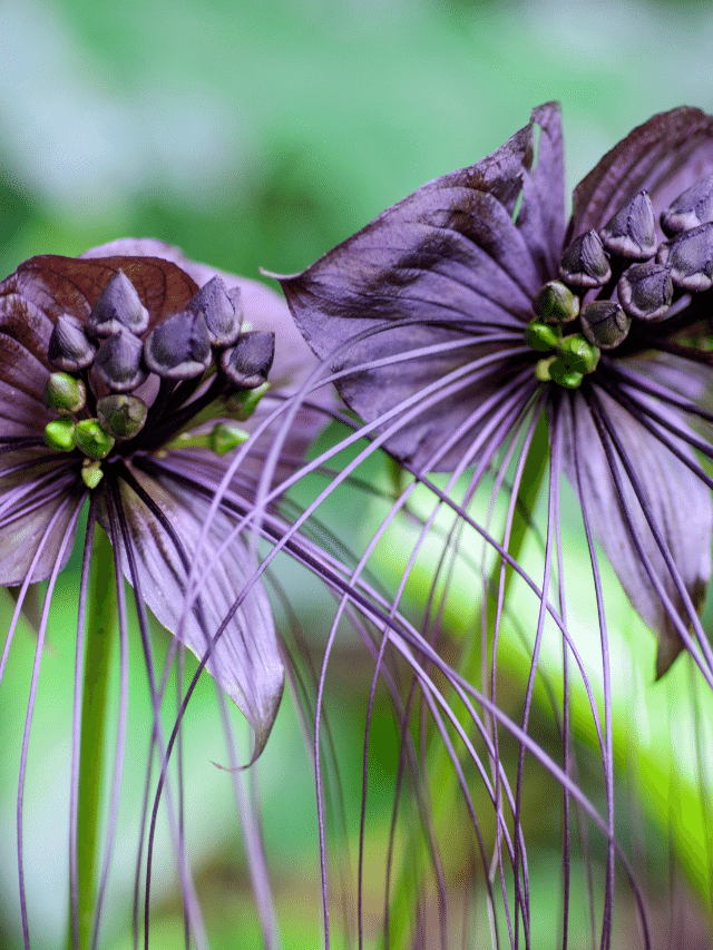 Conheça a Flor-morcego: uma espécie rara e linda em 7 fotos