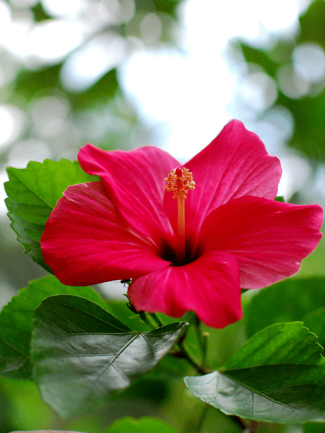 CAPA - hibisco