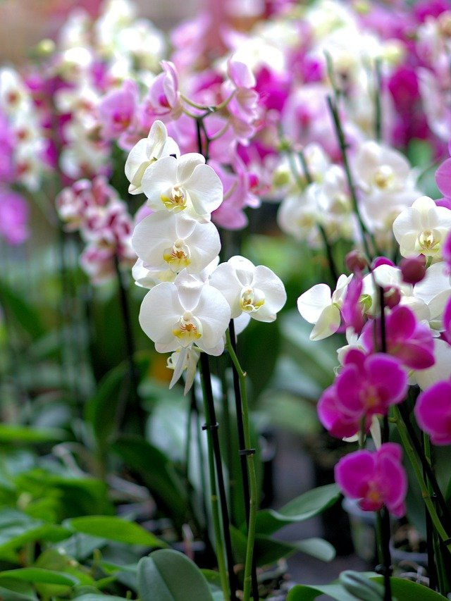 5 Maneiras simples de evitar com que a orquídea pegue fungo