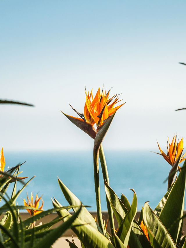 Flor Estrelícia: 10 Imagens, Dicas de como plantar e cuidar