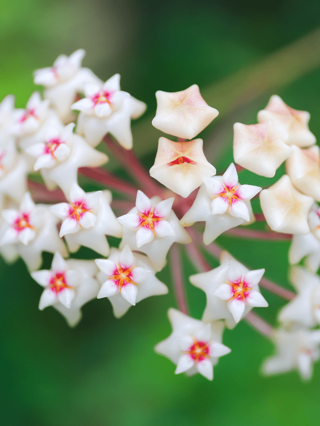 Conheça a Flor de Cera: Como Plantar e cuidar essa encantadora espécie