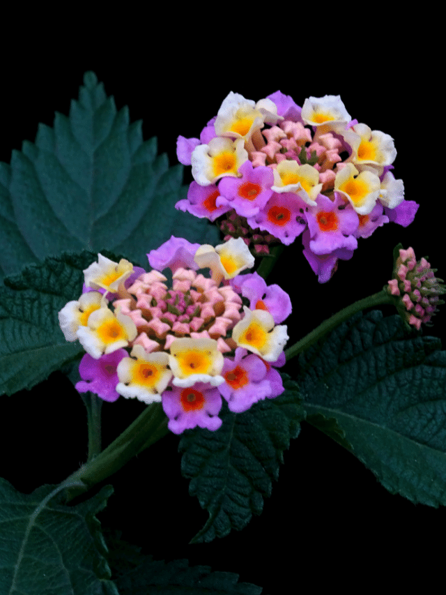 CAPA - LANTANA