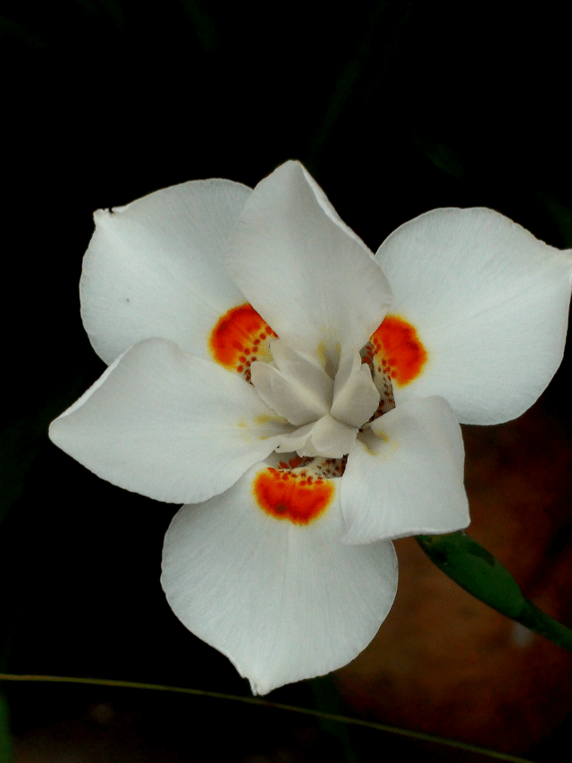 CAPA -MOREIA