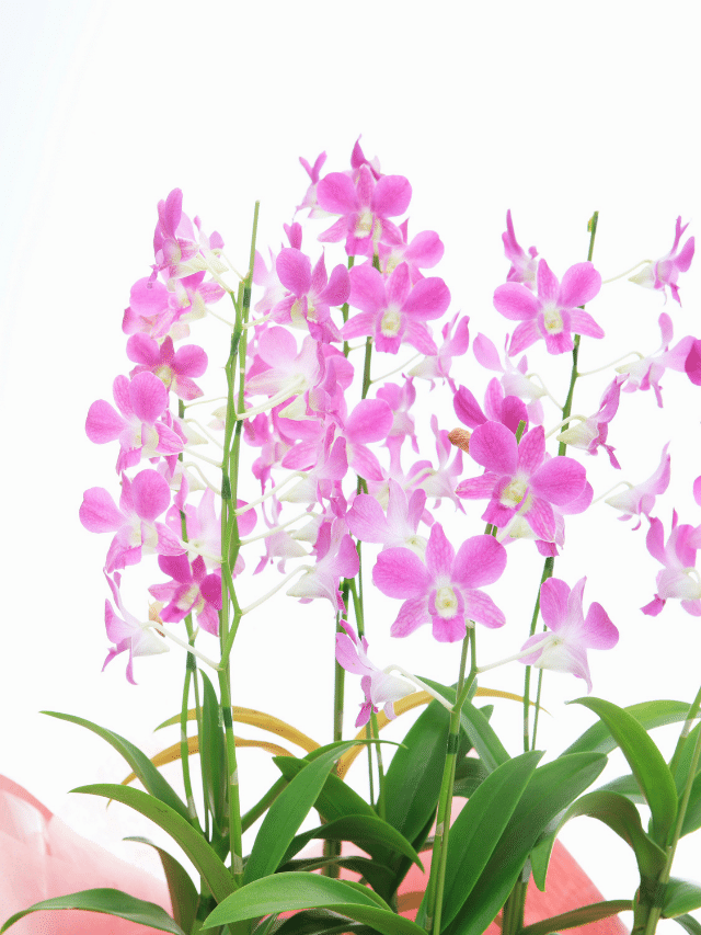 Como fazer mudas de orquídea com a haste? Aprenda passo a passo