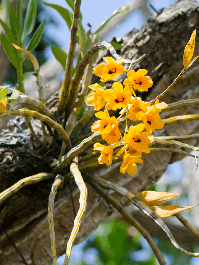 CAPA - ORQUIDEAS EPIFITAS