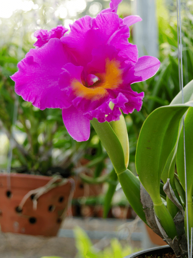 CAPA -Orquídea Cattleya