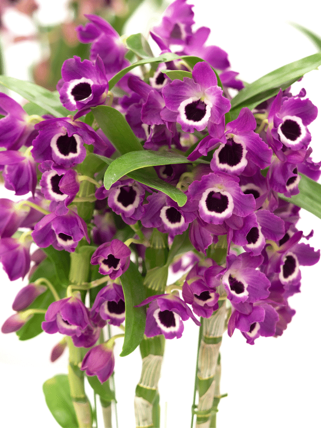 Como cuidar de Orquidea Dendrobium: Cultivo e Florescimento