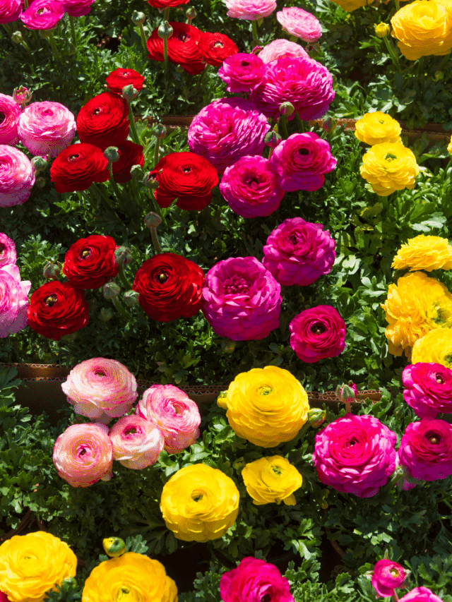 6 Opções de Buquês de Rosas: Dicas e Significados