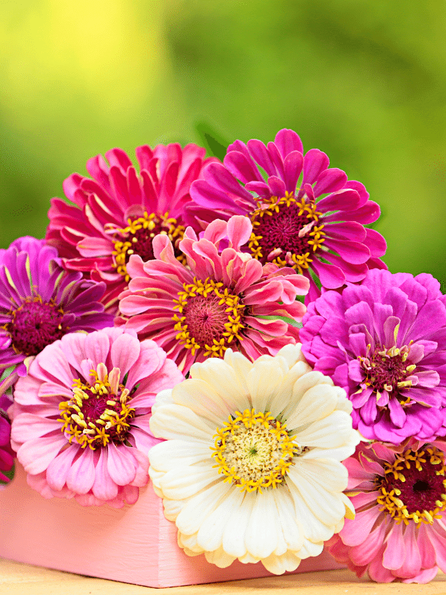 CAPA - gerbera