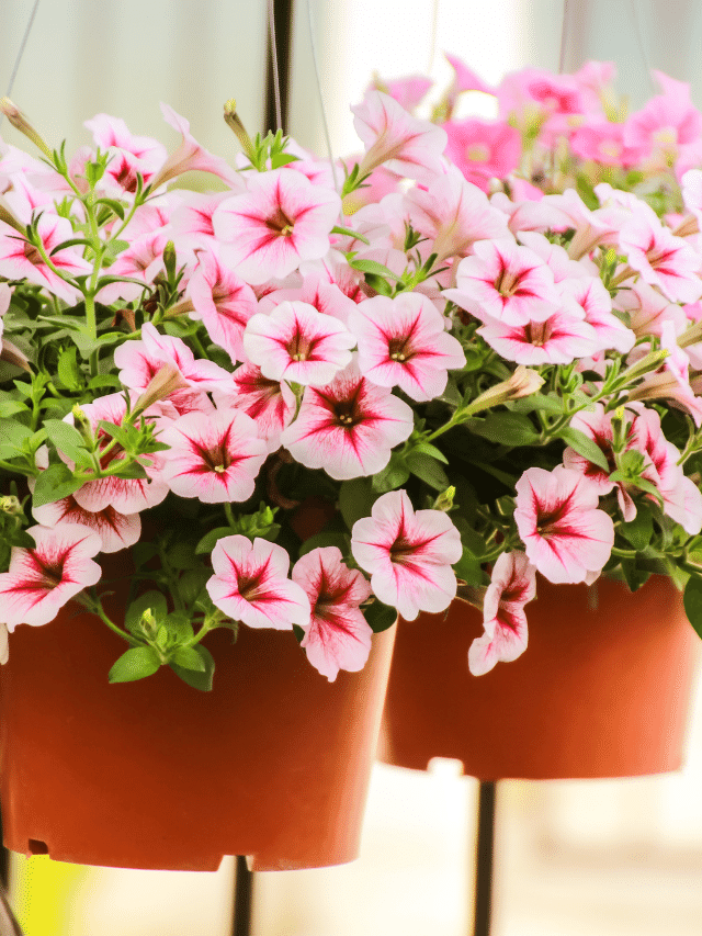 Como plantar e cuidar da Petúnia? 6 dicas e cuidado