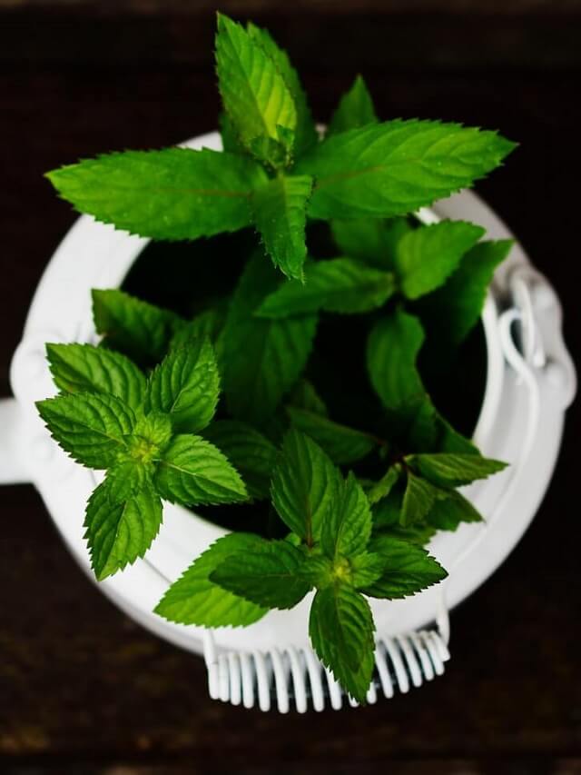 Hortelã plantada em vaso branco com fundo escuro