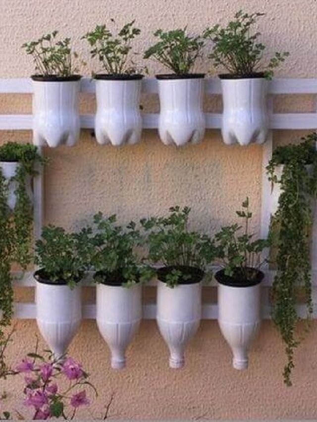 4 plantas que você pode cultivar em garrafa pet
