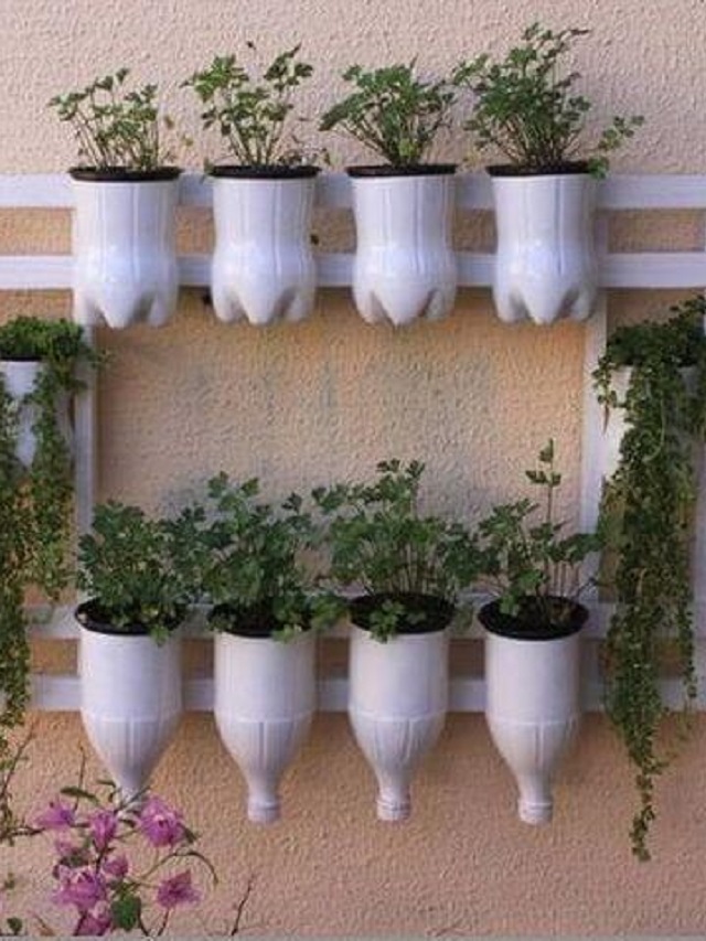 2-plantas-garrafa-pet-10