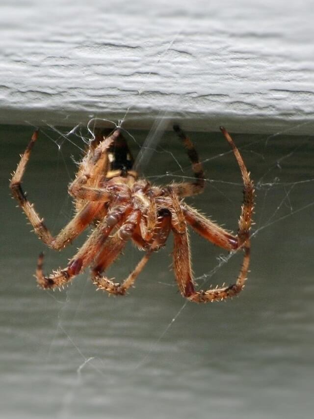 teia-aranha
