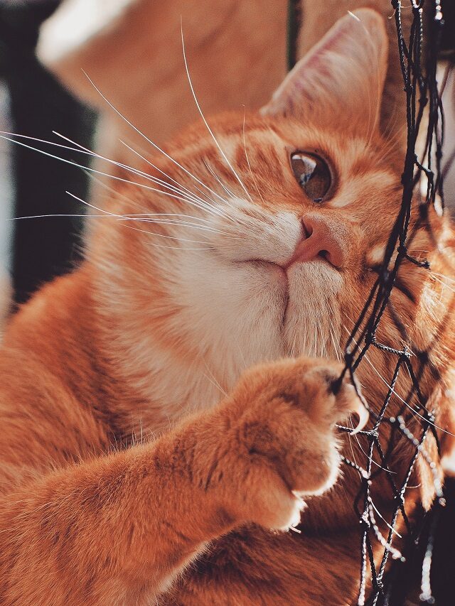Quando instalar redes de proteção nas janelas para os pets?