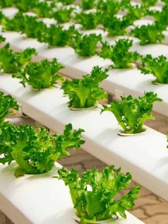Horta hidropônica: técnicas para cultivo em casa