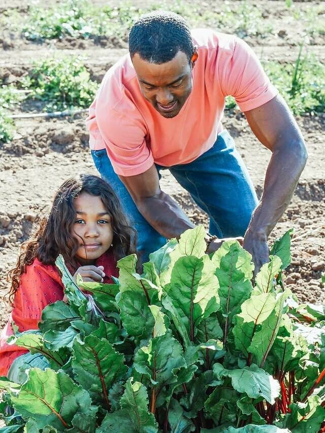 5 hortaliças para plantar e produzir no outono