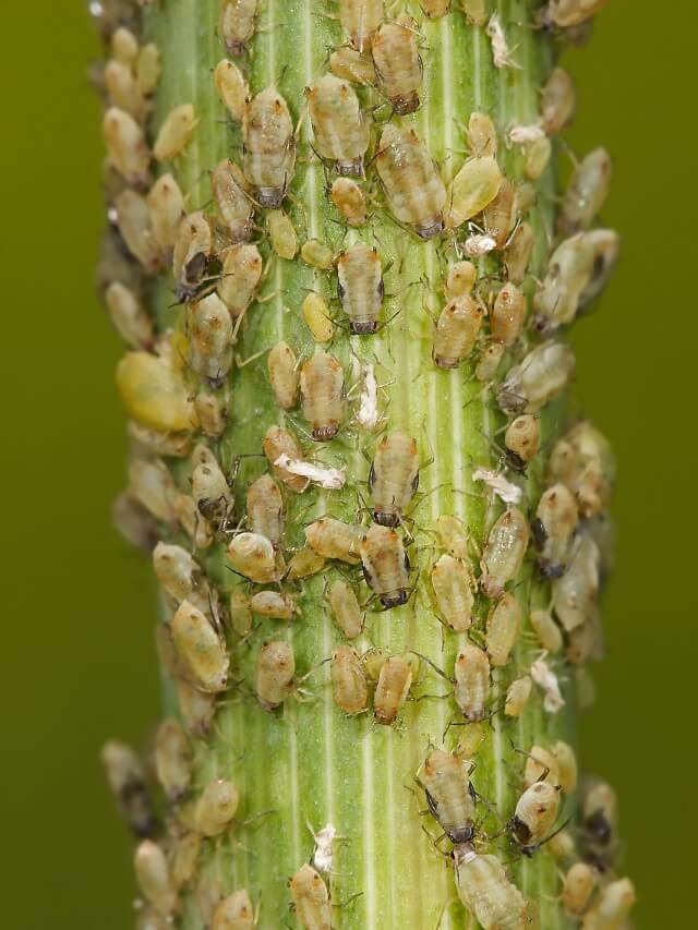 1-piolhos-na-horta