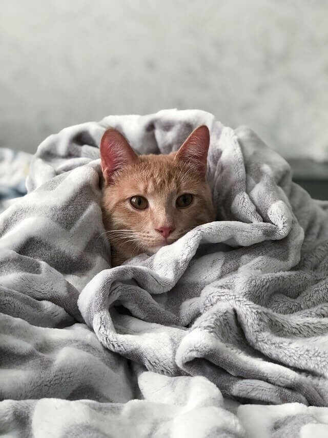 5 dicas para proteger seus animais do frio intenso no inverno