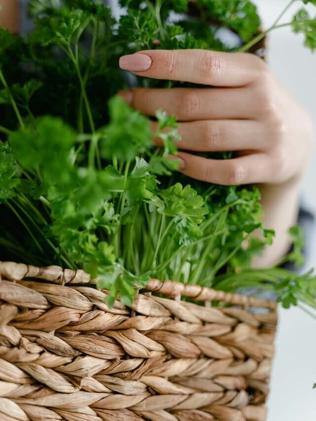 8 temperos comuns e fáceis de cuidar para ter na sua horta