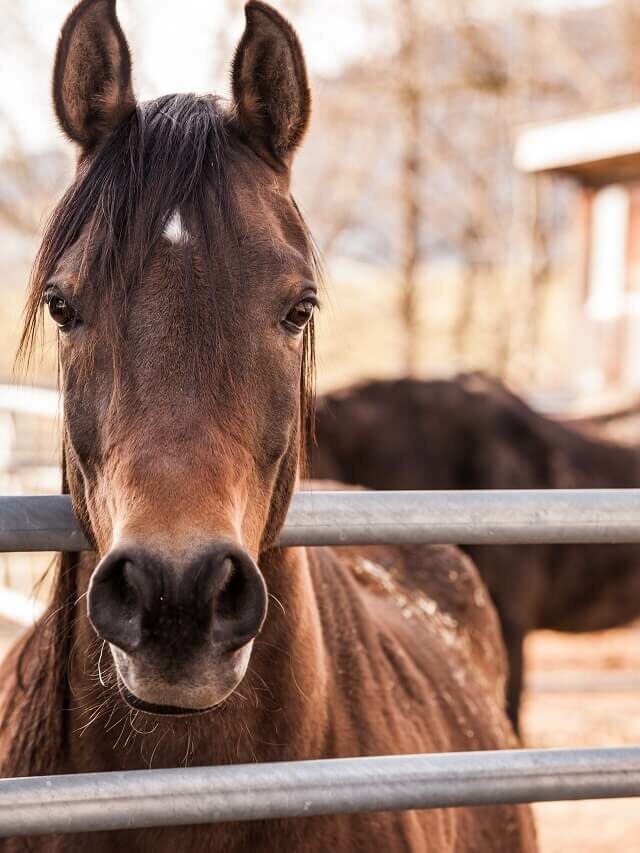 Como cuidar do seu cavalo no inverno – confira 5 dicas