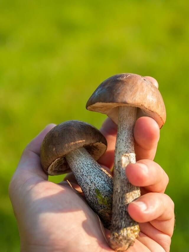 Como gerar sementes de Cogumelo? 3 segredos