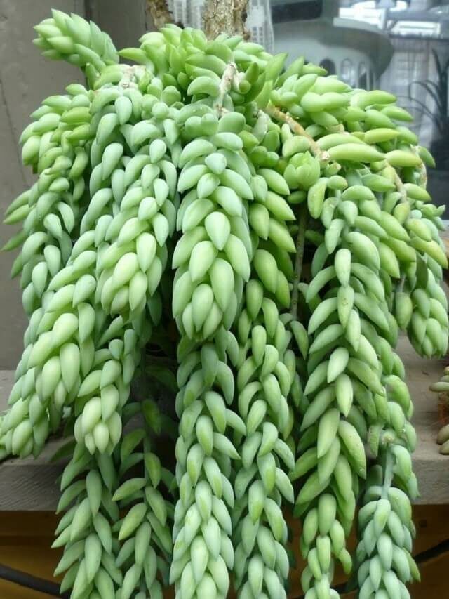 Suculenta Rabo de Burro – saiba como cultivar em vasos