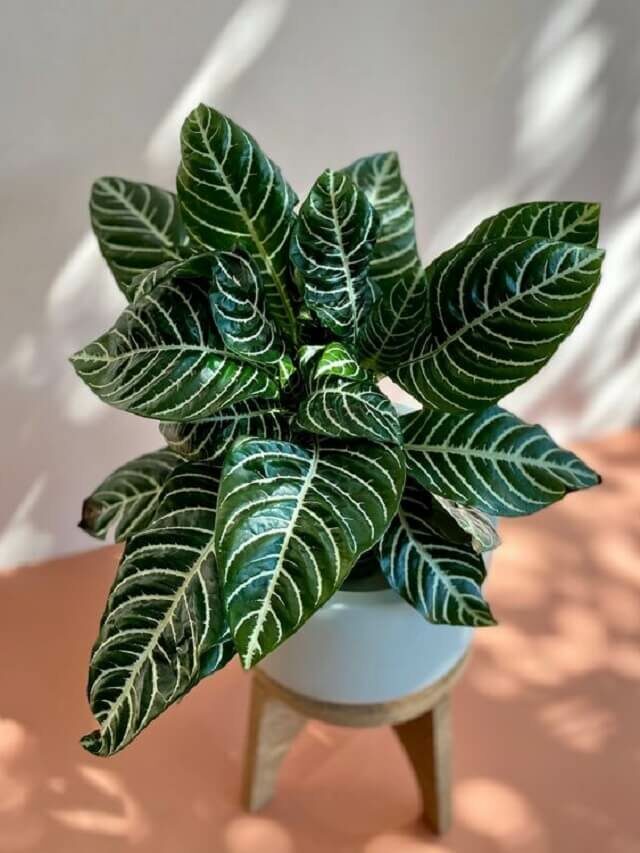 Aphelandra: como cuidar em casa? 5 dicas infalíveis